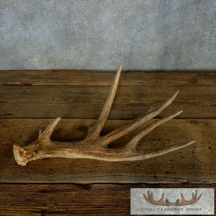 Whitetail Deer Collectible Antler Shed For Sale - Image 7