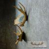 Painted Moose Antler Set Taxidermy Mount For Sale - Image 9