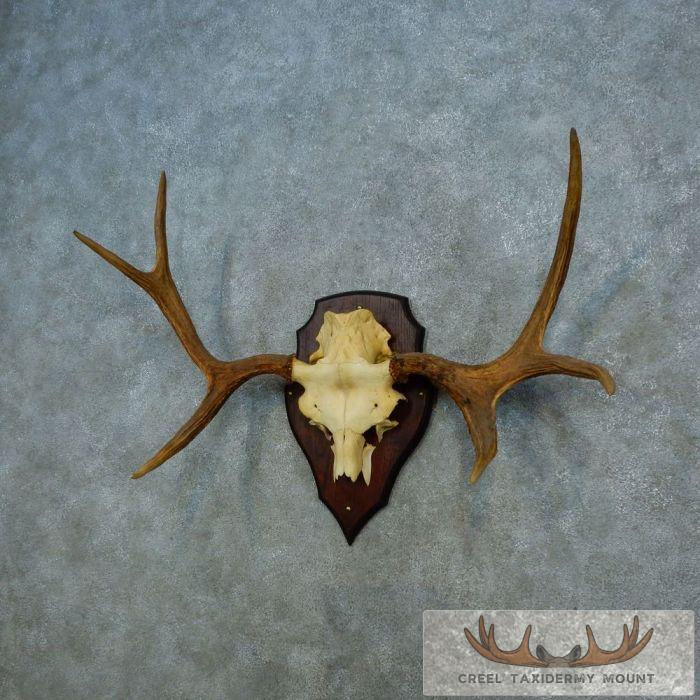 Siberian Moose Antler Plaque Taxidermy Mount For Sale - Image 3
