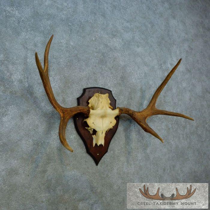 Siberian Moose Antler Plaque Taxidermy Mount For Sale - Image 2