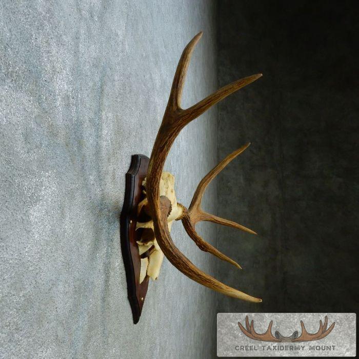 Siberian Moose Antler Plaque Taxidermy Mount For Sale - Image 4