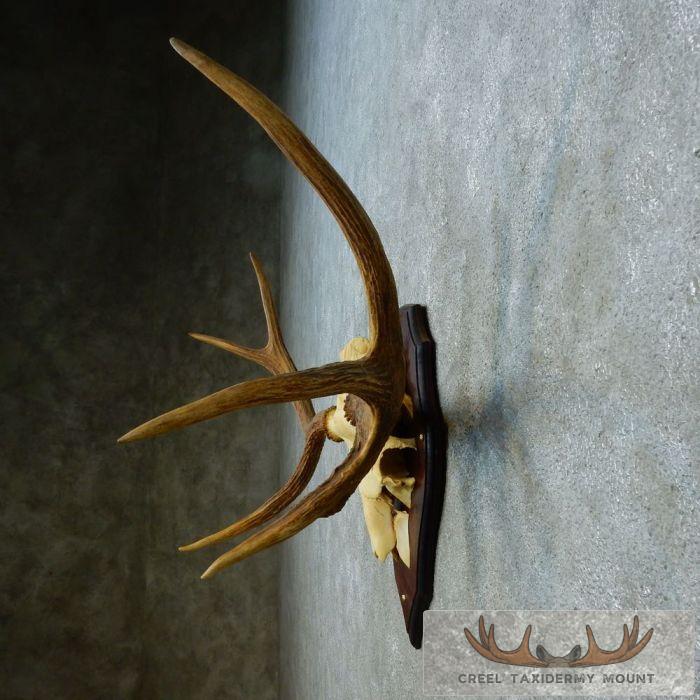 Siberian Moose Antler Plaque Taxidermy Mount For Sale - Image 5