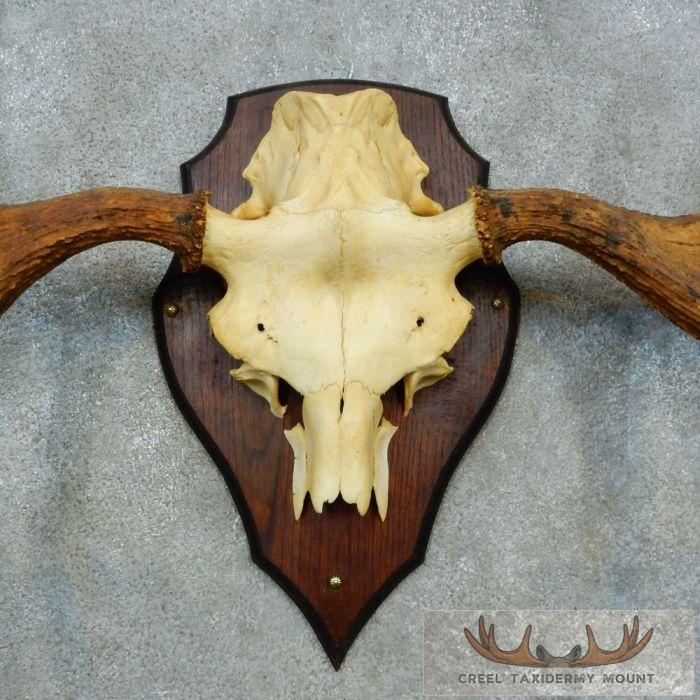 Siberian Moose Antler Plaque Taxidermy Mount For Sale - Image 6