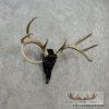 Whitetail Deer Skull European Taxidermy Mount For Sale - Image 2
