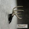Whitetail Deer Skull European Taxidermy Mount For Sale - Image 4