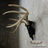 Whitetail Deer Skull European Taxidermy Mount For Sale - Image 5