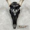 Whitetail Deer Skull European Taxidermy Mount For Sale - Image 6
