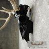 Whitetail Deer Skull European Taxidermy Mount For Sale - Image 7