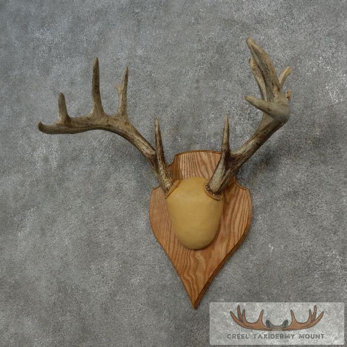 Whitetail Deer Antler Plaque Taxidermy Mount For Sale - Image 2