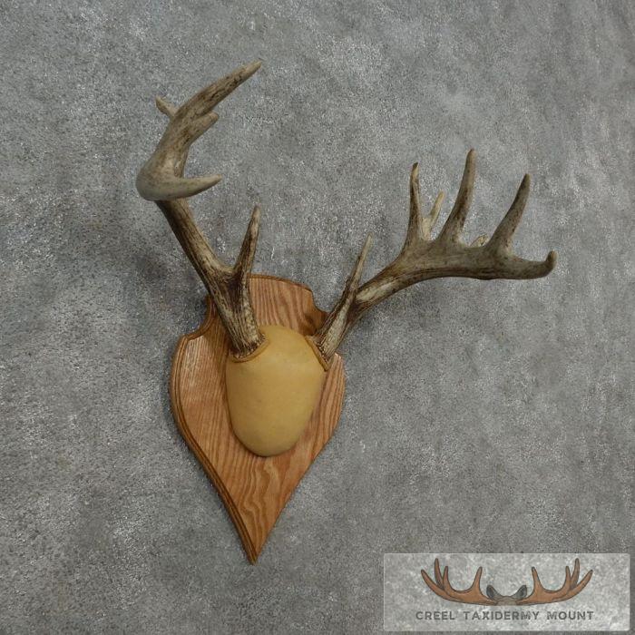 Whitetail Deer Antler Plaque Taxidermy Mount For Sale - Image 3