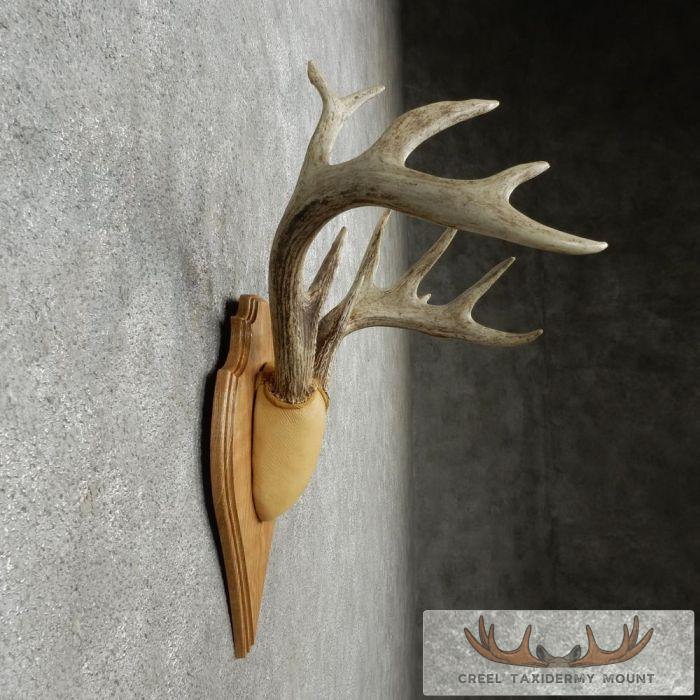 Whitetail Deer Antler Plaque Taxidermy Mount For Sale - Image 4