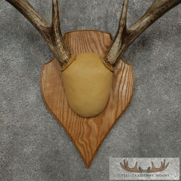 Whitetail Deer Antler Plaque Taxidermy Mount For Sale - Image 6