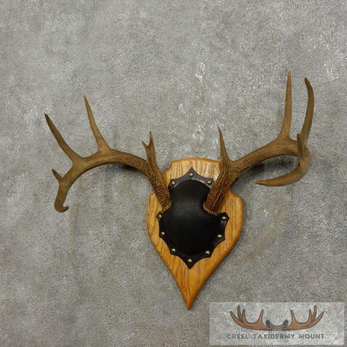 Whitetail Deer Antler Plaque Taxidermy Mount For Sale - Image 2