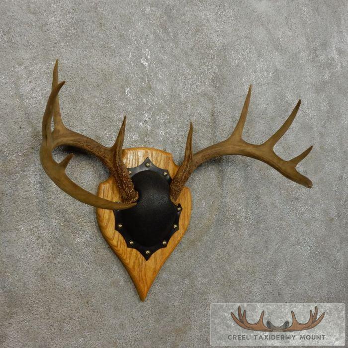 Whitetail Deer Antler Plaque Taxidermy Mount For Sale - Image 3