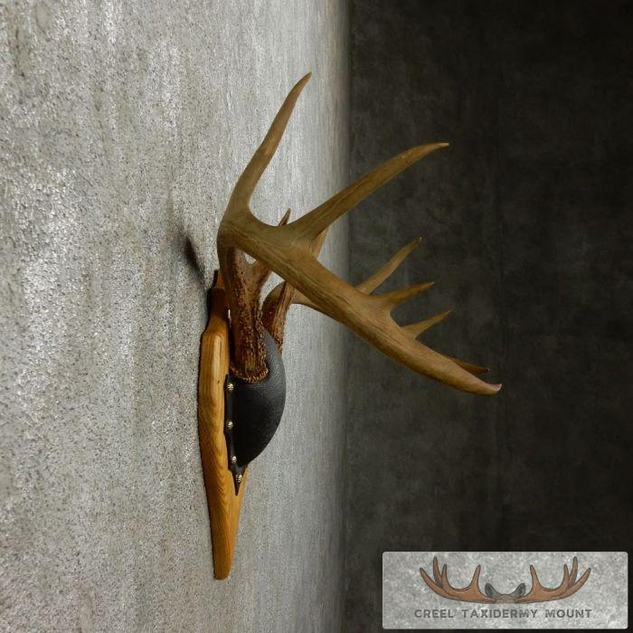 Whitetail Deer Antler Plaque Taxidermy Mount For Sale - Image 4