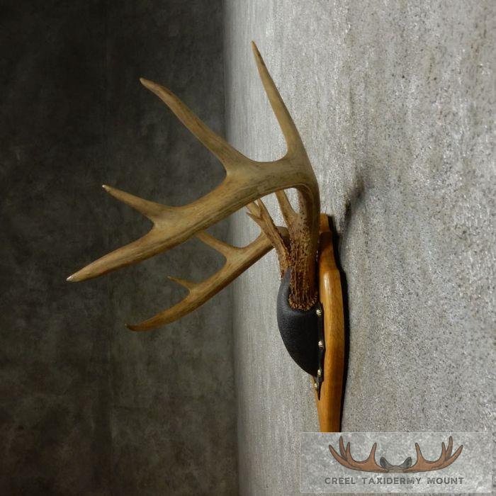 Whitetail Deer Antler Plaque Taxidermy Mount For Sale - Image 5