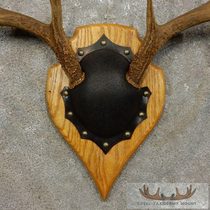 Whitetail Deer Antler Plaque Taxidermy Mount For Sale - Image 6