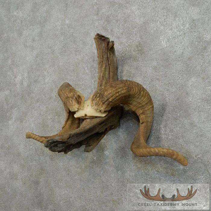 Corsican Ram Antler Plaque Taxidermy Mount For Sale - Image 3