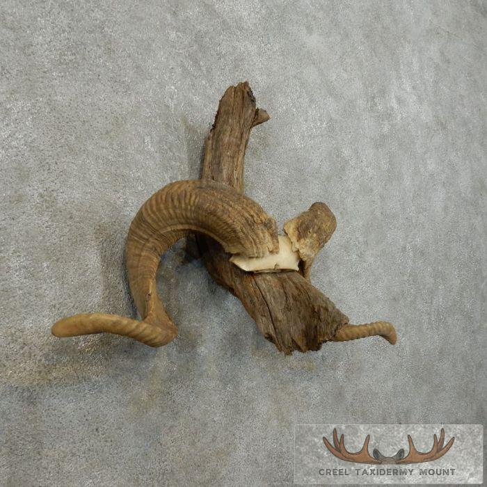 Corsican Ram Antler Plaque Taxidermy Mount For Sale - Image 2