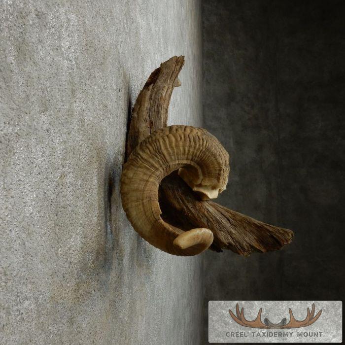 Corsican Ram Antler Plaque Taxidermy Mount For Sale - Image 5