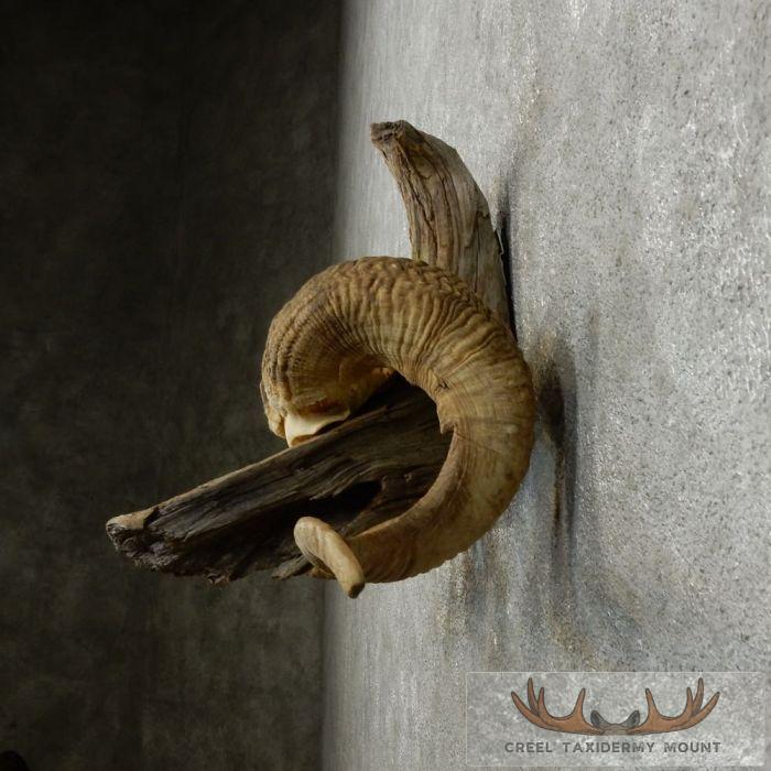 Corsican Ram Antler Plaque Taxidermy Mount For Sale - Image 4