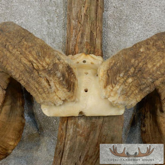 Corsican Ram Antler Plaque Taxidermy Mount For Sale - Image 6