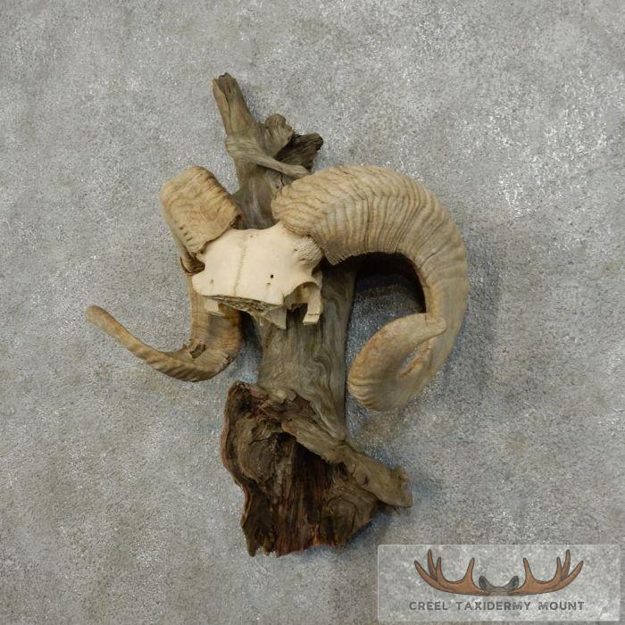 Corsican Ram Horn Plaque Taxidermy Mount For Sale - Image 3