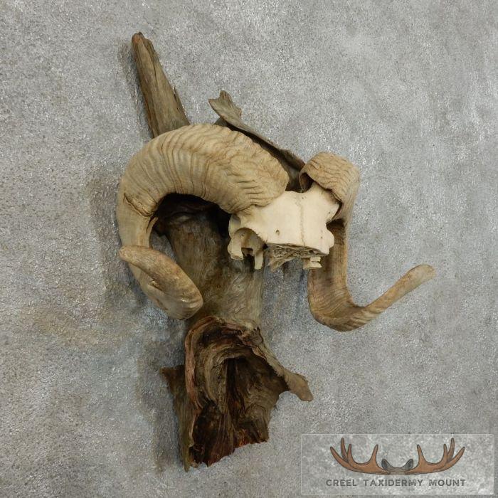 Corsican Ram Horn Plaque Taxidermy Mount For Sale - Image 2