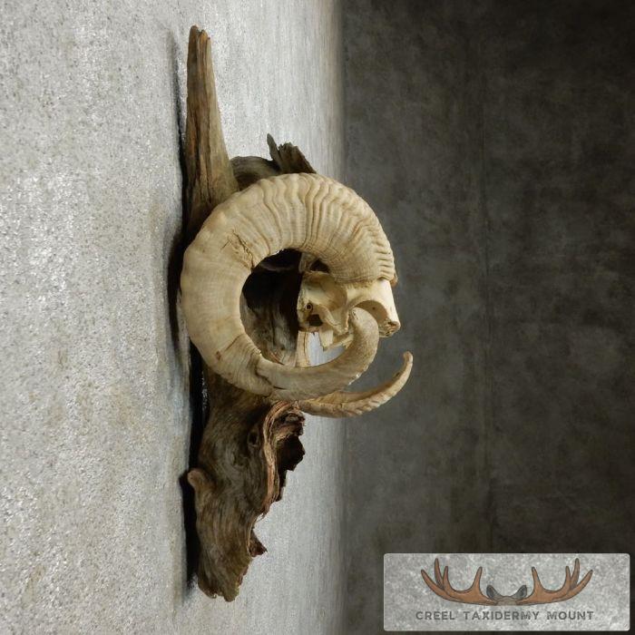 Corsican Ram Horn Plaque Taxidermy Mount For Sale - Image 4