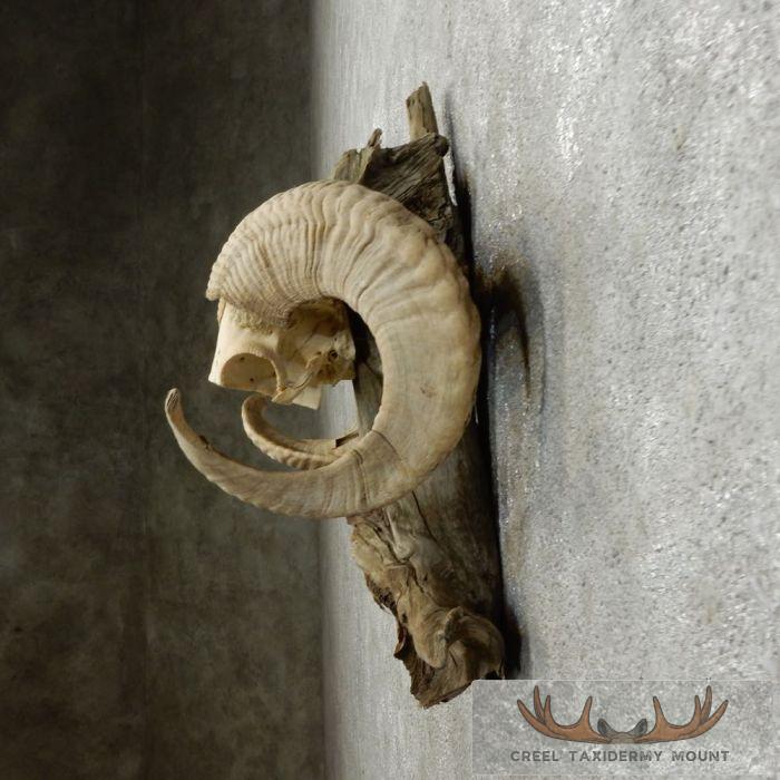 Corsican Ram Horn Plaque Taxidermy Mount For Sale - Image 5