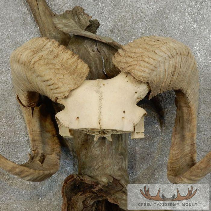 Corsican Ram Horn Plaque Taxidermy Mount For Sale - Image 6