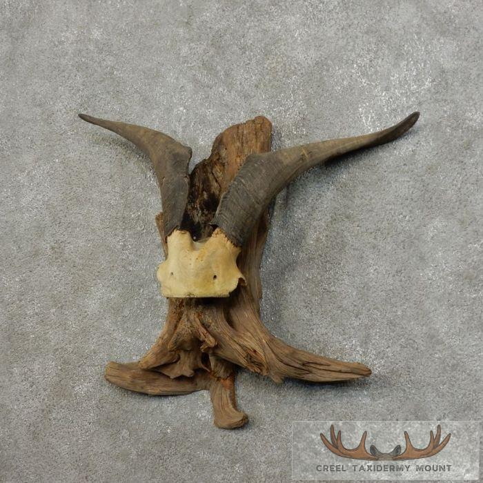 Catalina Goat Horn Taxidermy Mount For Sale - Image 3