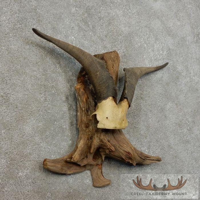 Catalina Goat Horn Taxidermy Mount For Sale - Image 2