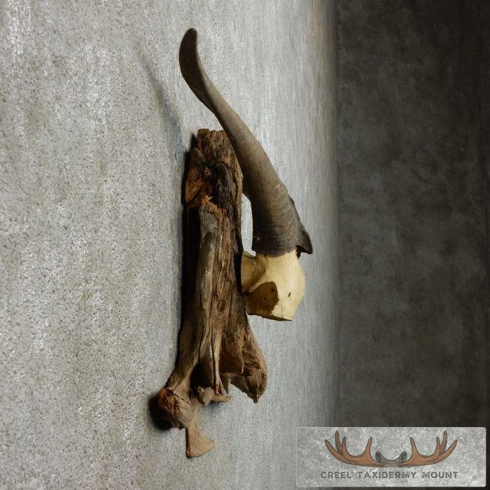 Catalina Goat Horn Taxidermy Mount For Sale - Image 5
