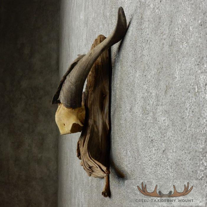 Catalina Goat Horn Taxidermy Mount For Sale - Image 4