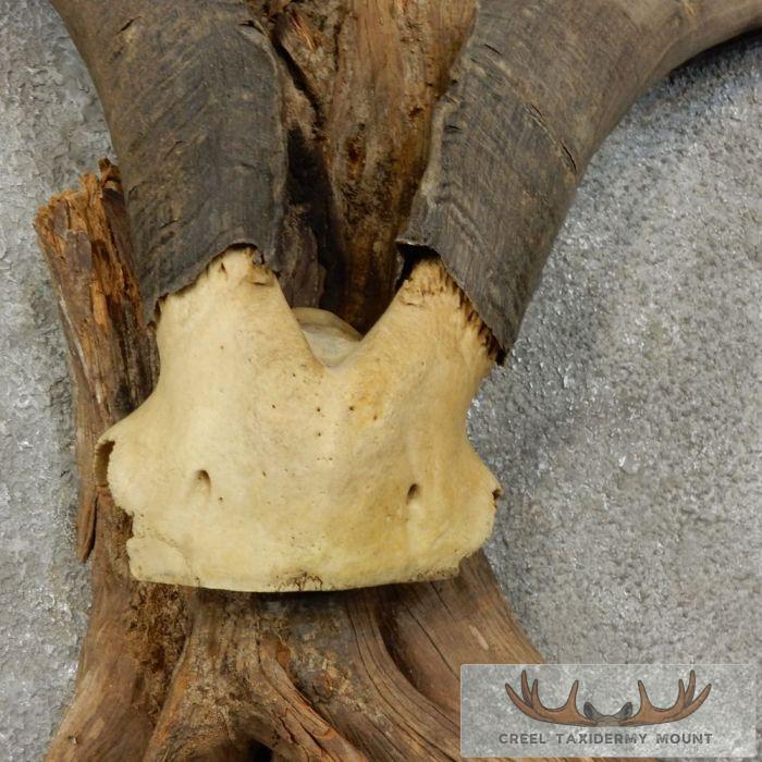 Catalina Goat Horn Taxidermy Mount For Sale - Image 6