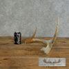Whitetail Deer Antler Shed Craft For Sale - Image 8