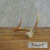 Whitetail Deer Antler Shed Craft For Sale - Image 5