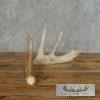 Whitetail Deer Antler Shed Craft For Sale - Image 3