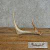 Whitetail Deer Antler Shed Craft For Sale - Image 6
