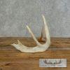 Whitetail Deer Antler Shed Craft For Sale - Image 4