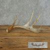 Whitetail Deer Antler Shed Craft For Sale - Image 2