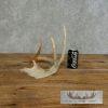 Whitetail Deer Antler Shed Craft For Sale - Image 7