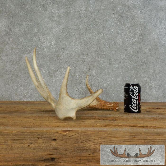 Whitetail Deer Antler Shed Ranch Decor For Sale - Image 8
