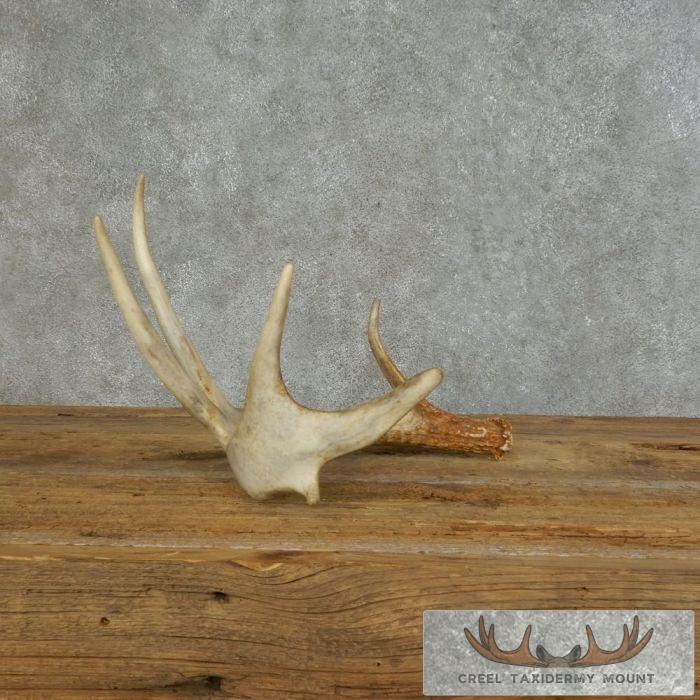 Whitetail Deer Antler Shed Ranch Decor For Sale - Image 4