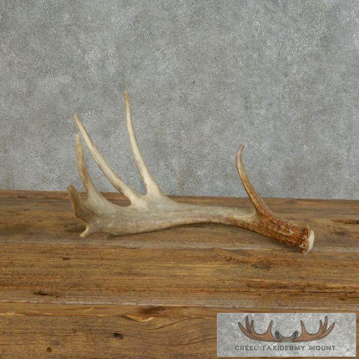 Whitetail Deer Antler Shed Ranch Decor For Sale - Image 3