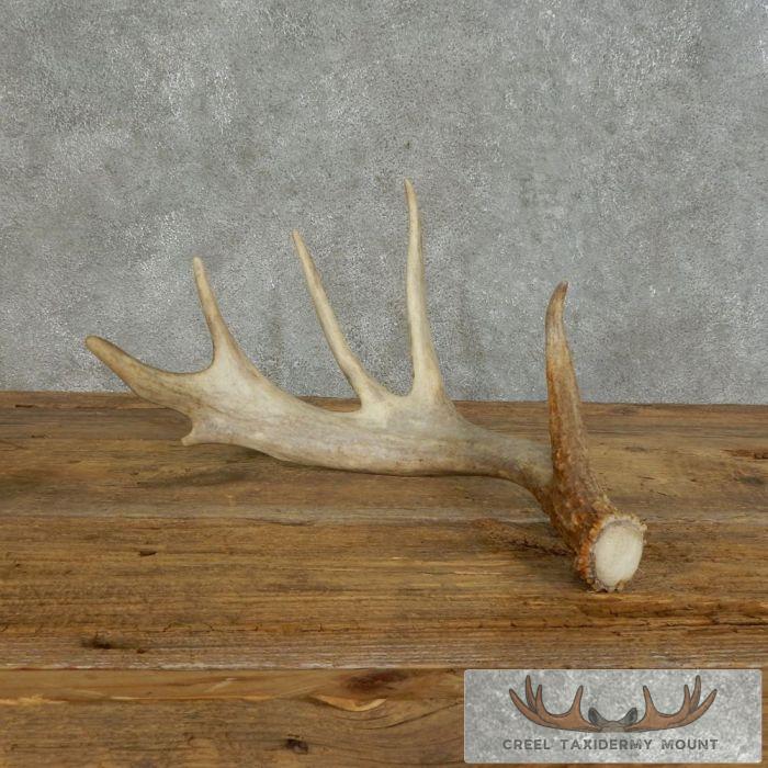 Whitetail Deer Antler Shed Ranch Decor For Sale - Image 6