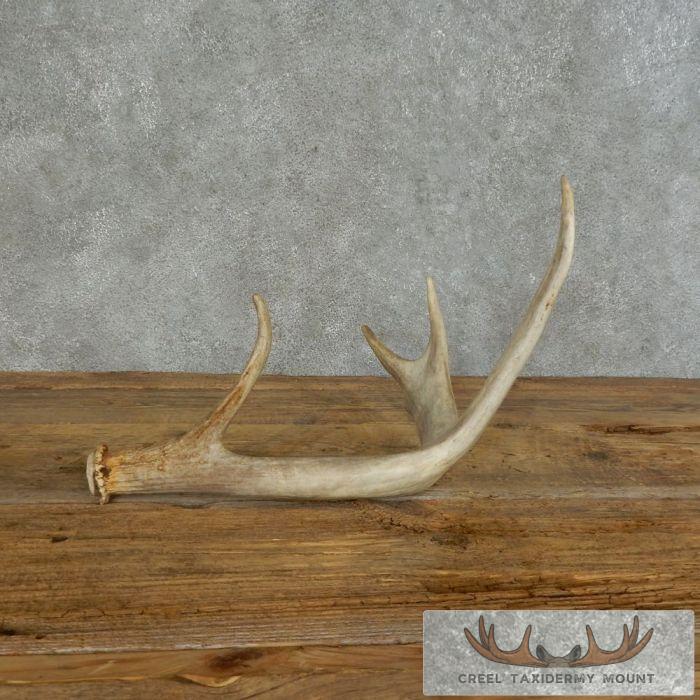 Whitetail Deer Antler Shed Ranch Decor For Sale - Image 5