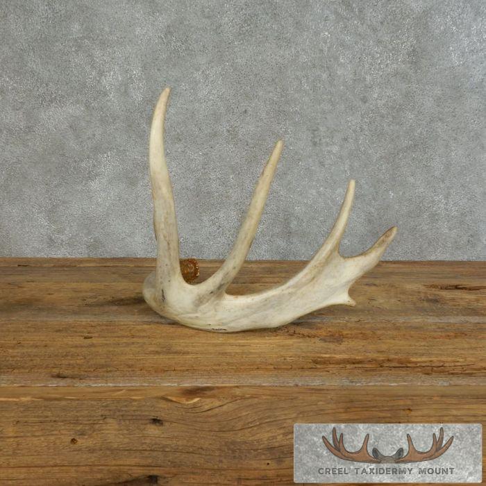 Whitetail Deer Antler Shed Ranch Decor For Sale - Image 2