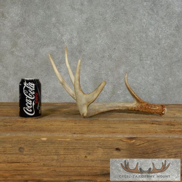 Whitetail Deer Antler Shed Ranch Decor For Sale - Image 7